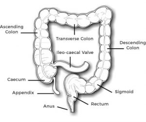 Colon Anatomy. Nashville Colon Care. - Nashville Colon Care